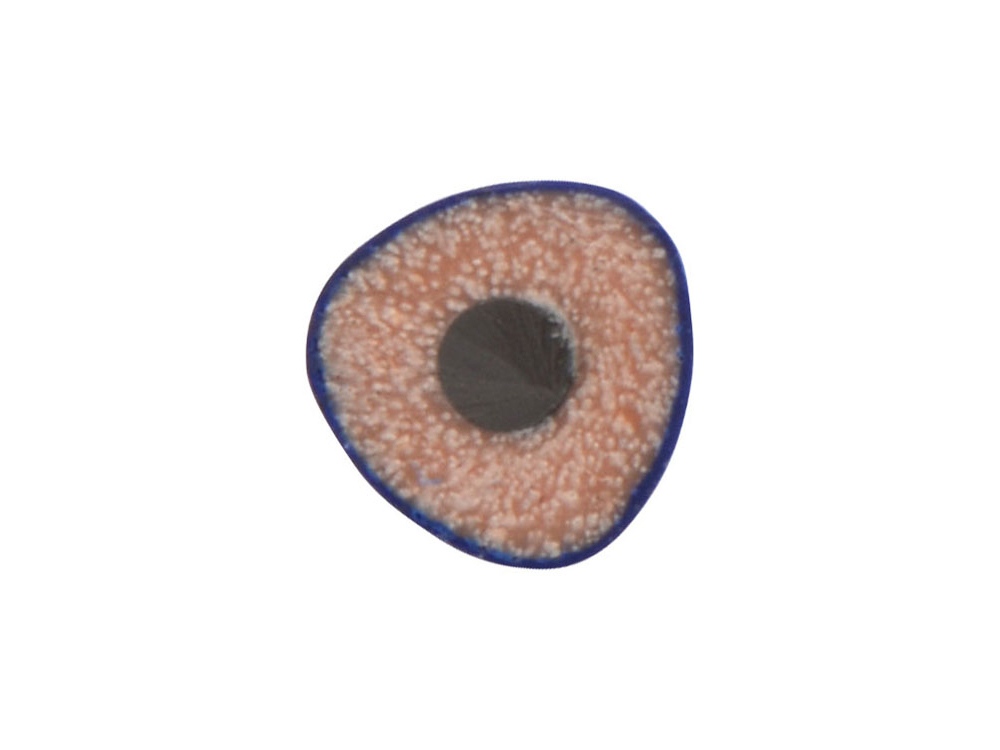 ����������� �������� Conti �� �������������� �����������, �����