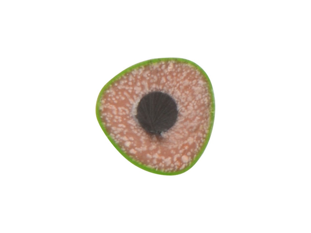 ����������� �������� Conti �� �������������� �����������, �������